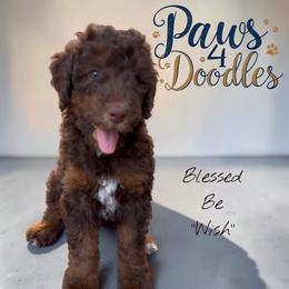 Wish - Brown female Bernedoodle puppy in Henrico, Virginia from Paws 4 Doodles, LLC