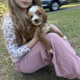 Black collar - Red  male Goldendoodle puppy in Lake Butler, Florida from Providence Ranches