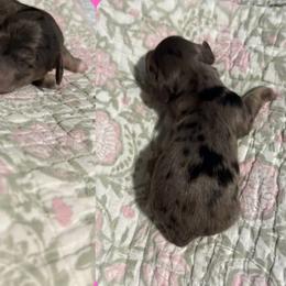 Cleo - Dapple female Dachshund puppy in Coatesville, Indiana from ADH Dachshunds