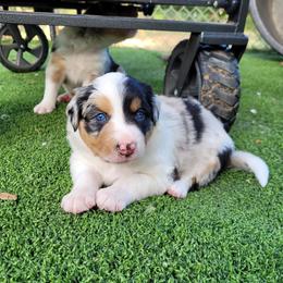 Kal - Blue merle female Border Collie puppy in Morgan, Texas from Shooting Star Ranch