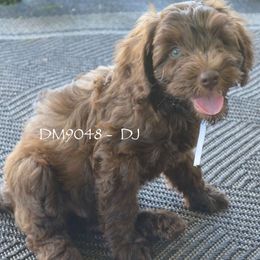 DM9048 - Caramel male Australian Labradoodle puppy in Easley, South Carolina from Royal Diamond Labradoodles