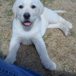 Beagle and Labrador Retriever Puppies from Badland Kennel