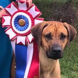 Rhodesian Ridgeback Puppies from Aziza Ridgebacks