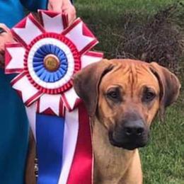 Rhodesian Ridgeback Puppies from Aziza Ridgebacks