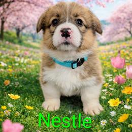 Nestle - Red female Pembroke Welsh Corgi puppy in Berkeley Springs, West Virginia from Hummingbird Farm