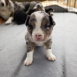 Stone (brown) - Blue merle male Australian Shepherd puppy in Okeechobee, Florida from Rothsolid Puppies