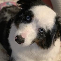 Paisley - Australian Shepherd