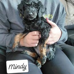Mindy - female Goldendoodle puppy in Eau Claire, Wisconsin from Fisher River Doodle's