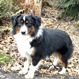 Lola - Miniature American Shepherd