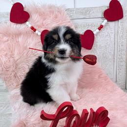 Tux - Black tri-color male Australian Shepherd puppy in Jonesborough, Tennessee from Lotus Australian Shepherds