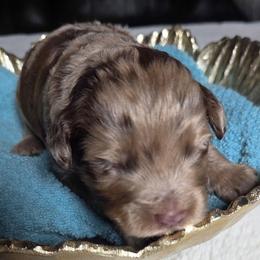 Munster - Red merle male Aussiedoodle puppy in Haleyville, Alabama from The Cuddly Dood Ranch