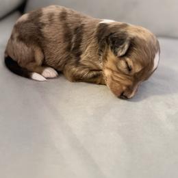 Mila - Blue merle female Aussiedoodle puppy in Centerburg, Ohio from A Dose Of Doodle