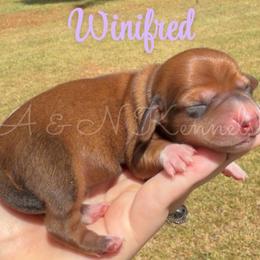Winifred - Red female Dachshund puppy in Brandon, Mississippi from A & N Kennel’s Mini Dachshunds