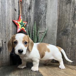 Pluto - Piebald male Dachshund puppy in Redding, California from CountrySide Wieners