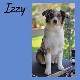 Izzy - Australian Shepherd