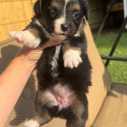 Jessy - Black tri female Toy Australian Shepherd puppy in Puryear, Tennessee from A&W Toy Aussies