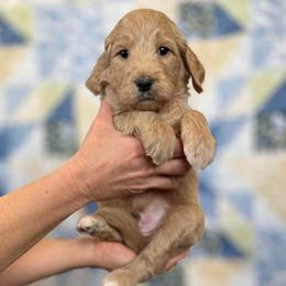 Oak - Apricot male Goldendoodle puppy in Kansas City, Missouri from Beary GoldenDoodles