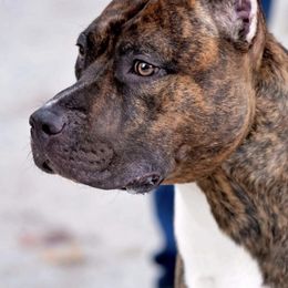 American Staffordshire Terriers from River Oaks Kennel