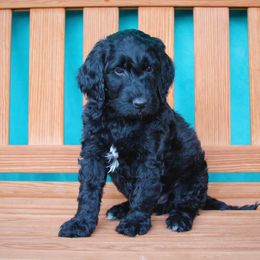 Goldendoodle Puppies from Warren Doodles