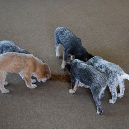 Australian Cattle Dog Puppies from Lyla Hinman