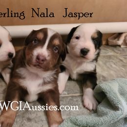 Miniature Australian Shepherd puppies from WGI Aussies