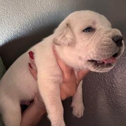 Straw 2- Blue Collar - Fawn male Cane Corso puppy in Compton, California from Urban League Cane Corso