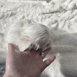 Maltese Puppies from AKC Maltese California