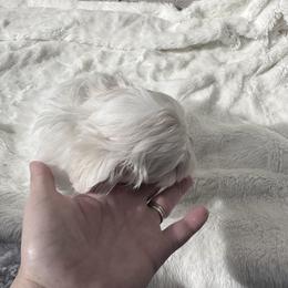 Maltese Puppies from AKC Maltese California