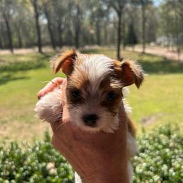 Fallons parti boy - Parti male Yorkshire Terrier puppy in Hardeeville, South Carolina from Pups of the Lowcountry