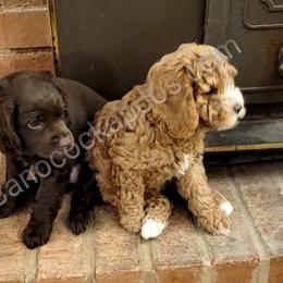 Cockapoo Puppies from Cano Cockapoos
