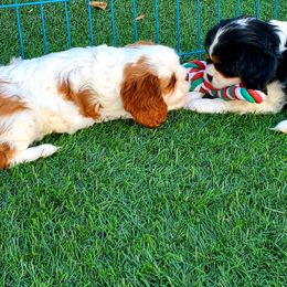 Cavalier King Charles Spaniel Puppies from McKenna Cavaliers