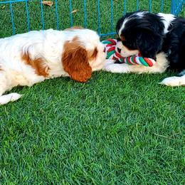 Cavalier King Charles Spaniel Puppies from McKenna Cavaliers