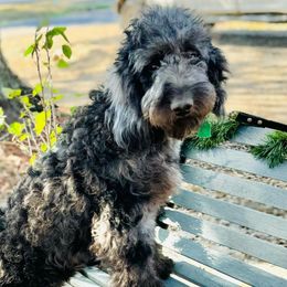 Mowgli - Goldendoodle