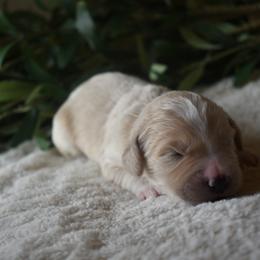 Aussiedoodle and Goldendoodle Puppies from Classic City Doodles