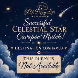 Atlas - Blenheim male Cavapoo puppy in Bountiful, Utah from PJs Puppy Love