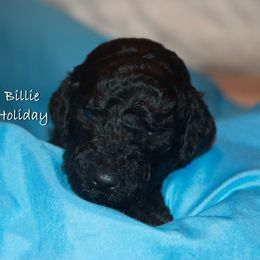 Poodle Puppies from Poodle Majesty