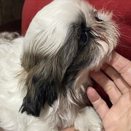 Shih Tzu Puppies from Willow Lane Shih Tzus