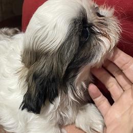 Shih Tzu Puppies from Willow Lane Shih Tzus