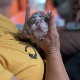 Bulldog and French Bulldog Puppies from Bully Life Farms