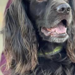 Boykin Spaniels from Dixie Darlin Farms