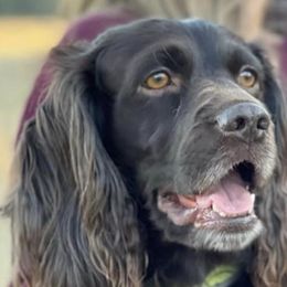 Boykin Spaniels from Dixie Darlin Farms