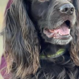 Boykin Spaniels from Dixie Darlin Farms