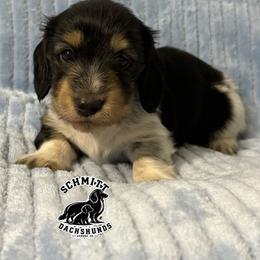 Tiger Lilly - Piebald female Dachshund puppy in Ramona, Oklahoma from Schmitt Dachshunds