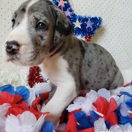 Great Dane Puppies from Gentle Giants of Tennessee Great Danes