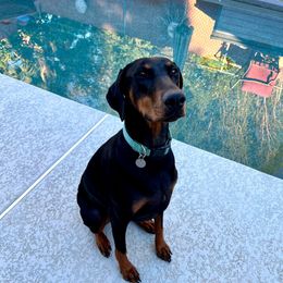 Yellow Girl - Black and rust female Doberman Pinscher puppy in New River, Arizona from Desert Mountain Dobermans