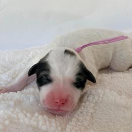 Nana - Lavendar - White and badger female Great Pyrenees puppy in San Marcos, California from Faith Family Freedom Farm