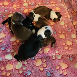 Toy Australian Shepherd Puppies from Crazy Aussie Chaos