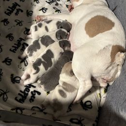 French Bulldog puppies from Top Billin' Frenchies