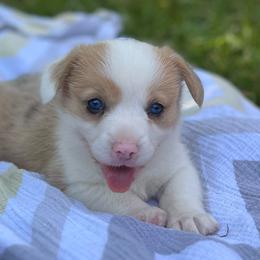 Crimson - Red merle and white female American Corgi puppy in Hope, Arkansas from Foxy Knoll Farm