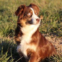 Swifty - Australian Shepherd